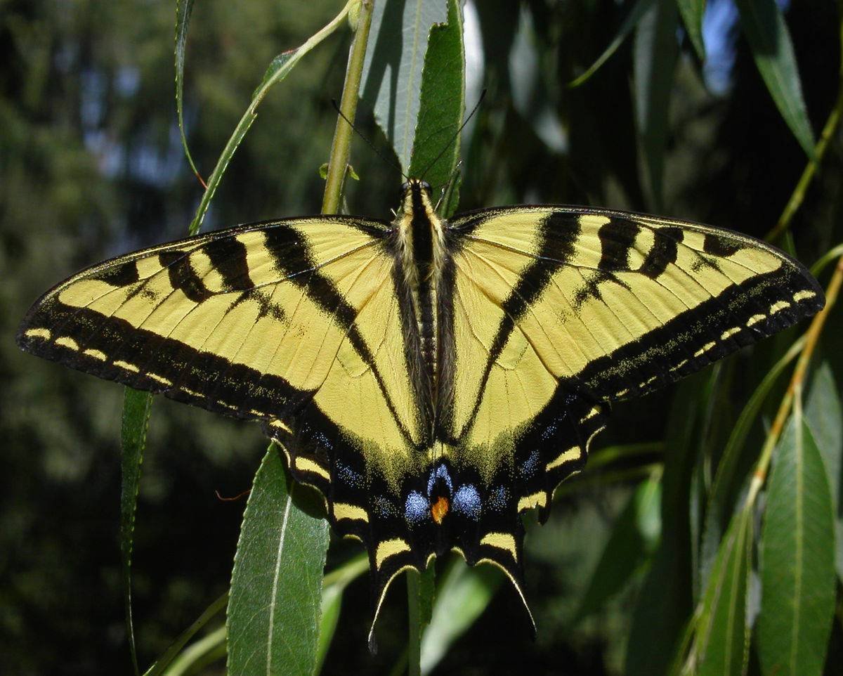 Papilio appalachiensis