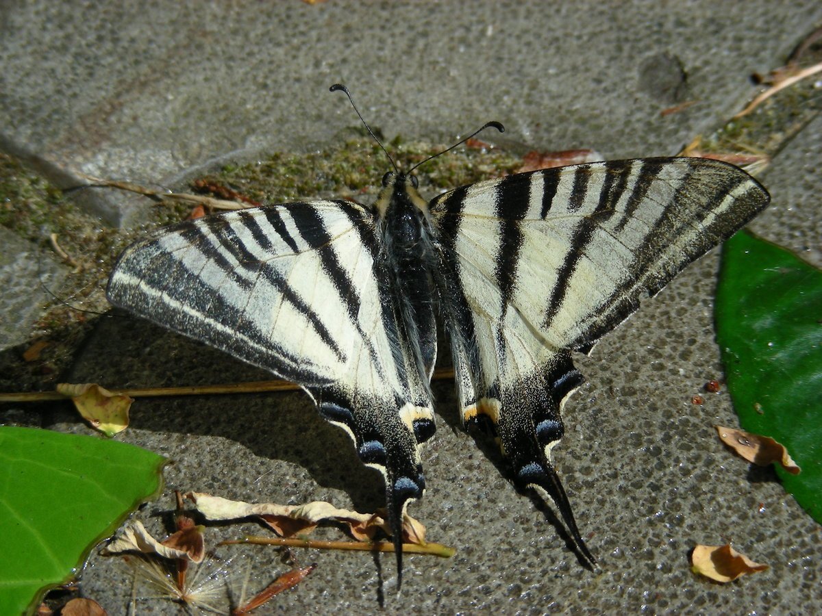 Зебровая бабочка-парусник