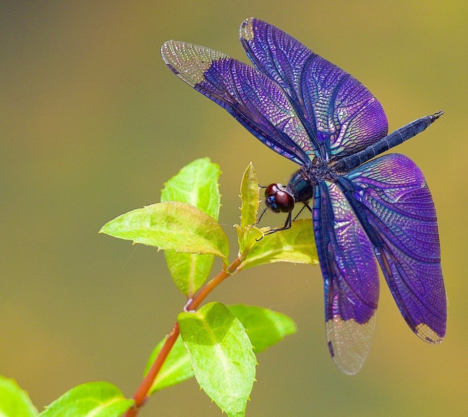 Синеглазка strekoza