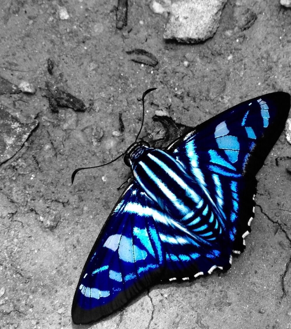 Черно синяя бабочка