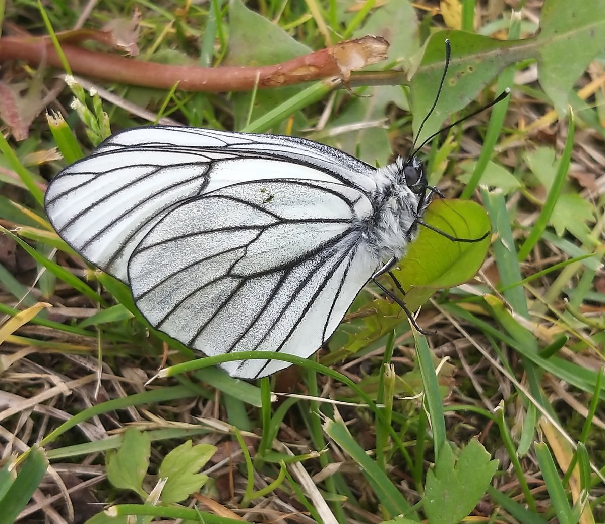 Бабочка боярышница