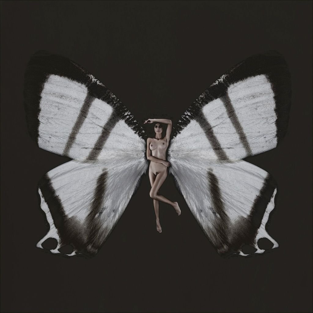 Фото бабочки Карстен Витте