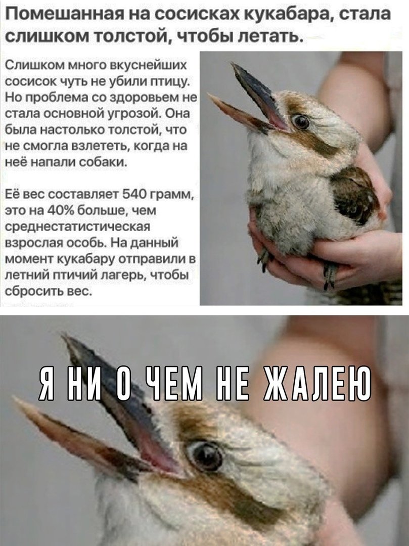 Кукабарра украла сосиску