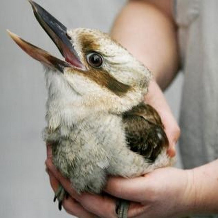 Кукабарра толстая