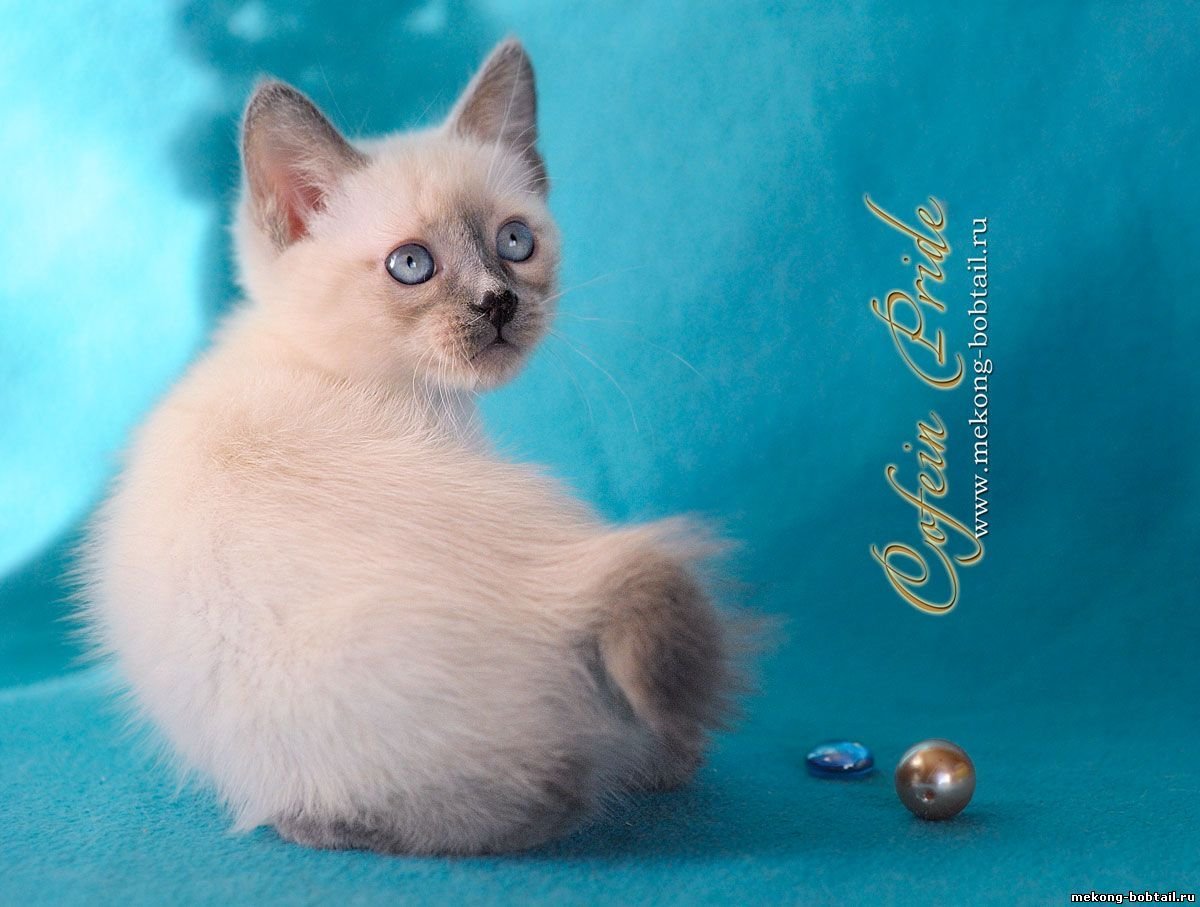 Тайский бобтейл