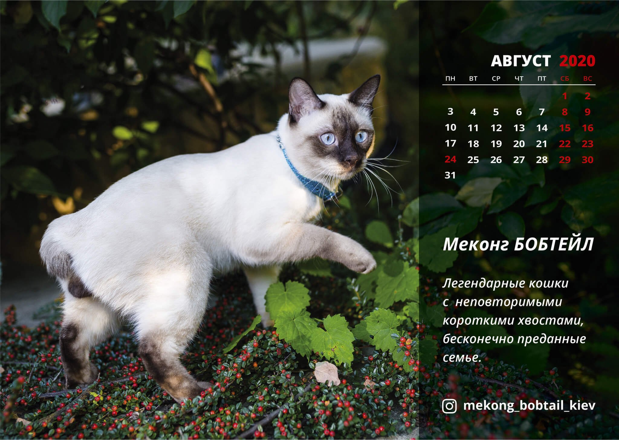 Рассмотрите фотографию кошки меконгский бобтейл. Меконгский (тайский) бобтейл. Меконгский бобтейл кошка. Меконгский бобтейл Blue point. Меконгский бобтейл ред Пойнт.