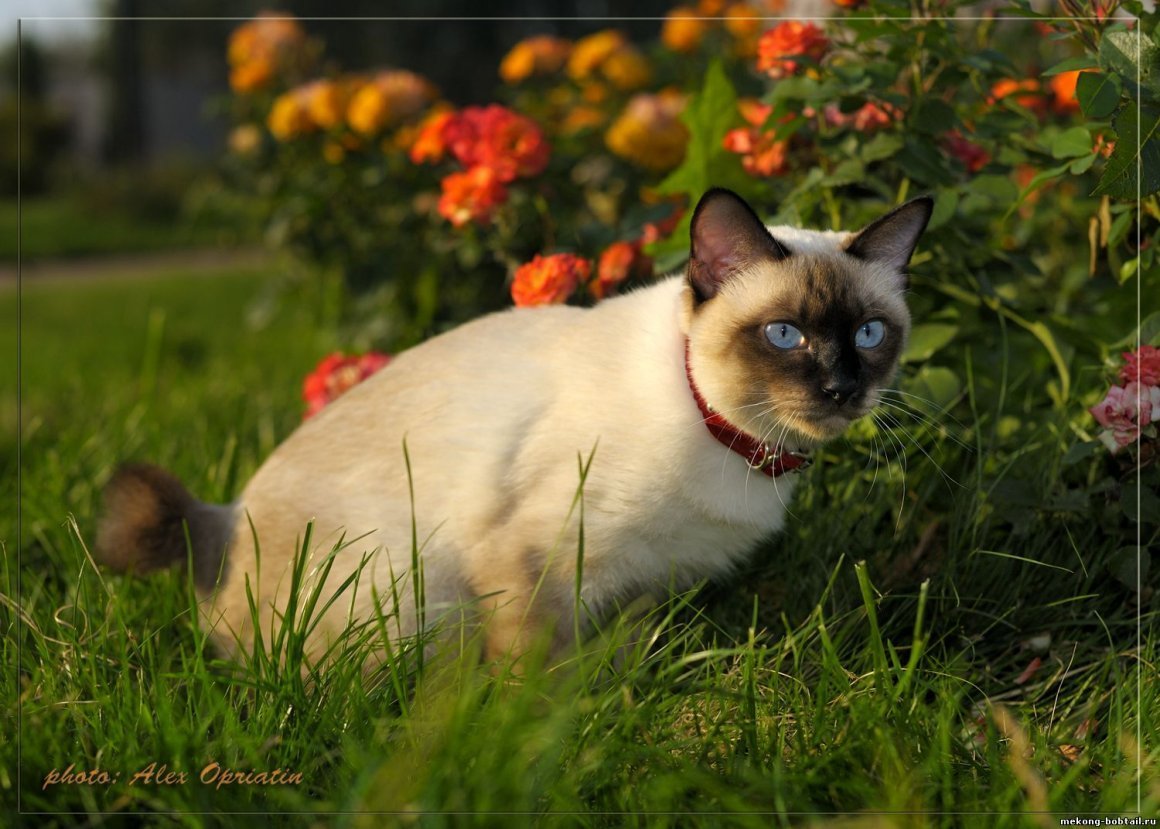 Меконгский (тайский) бобтейл