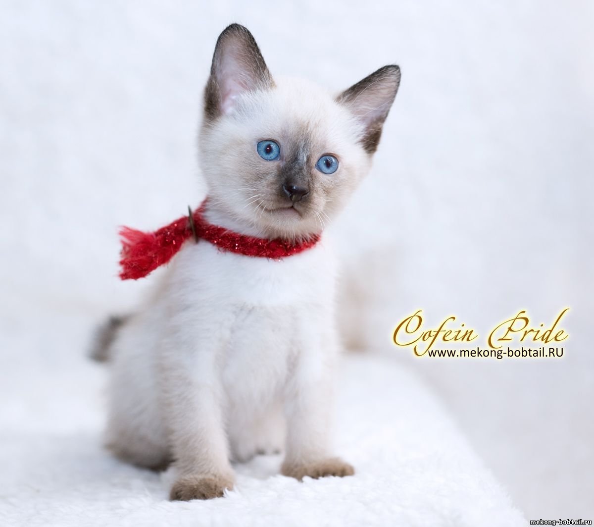 Меконгский бобтейл питомник
