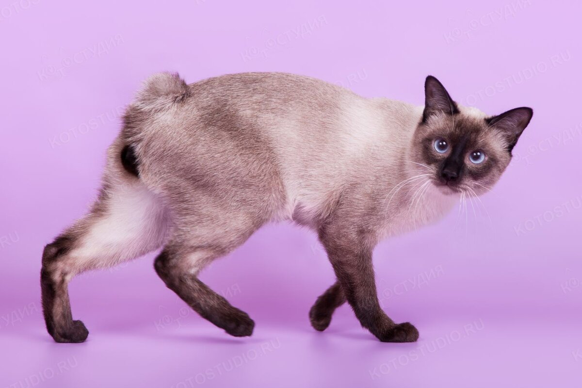 Меконгский бобтейл