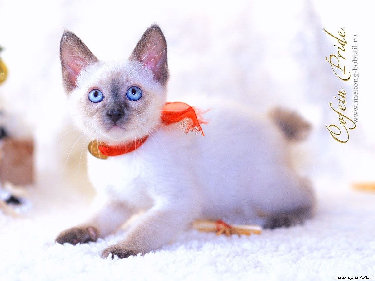 Меконгский бобтейл торти Пойнт