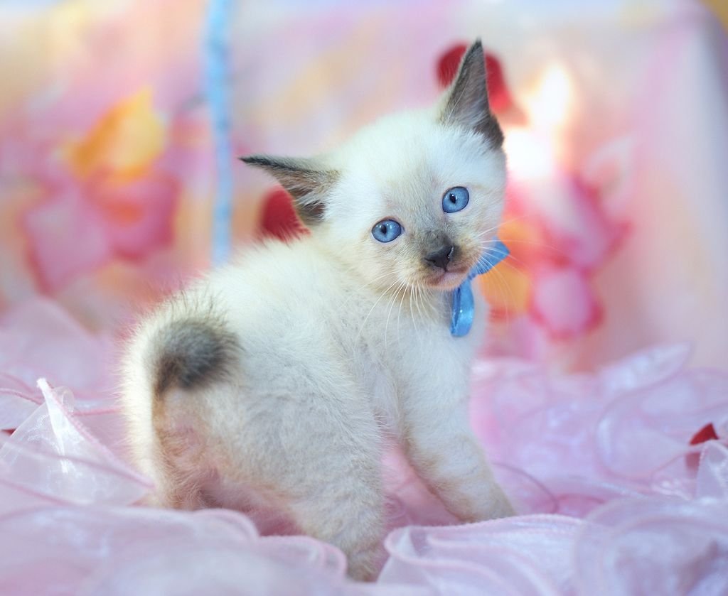 Меконгский бобтейл ко Ятя