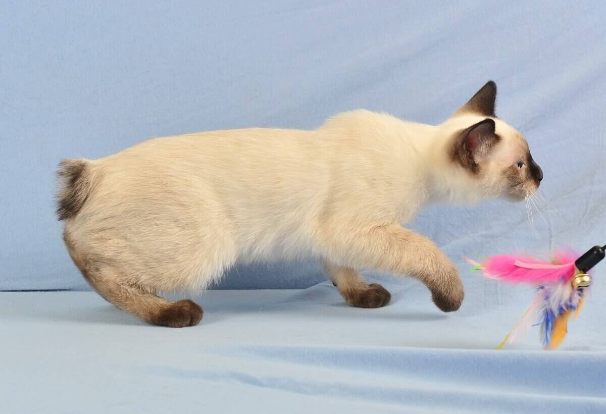 Меконгский бобтейл рыжий