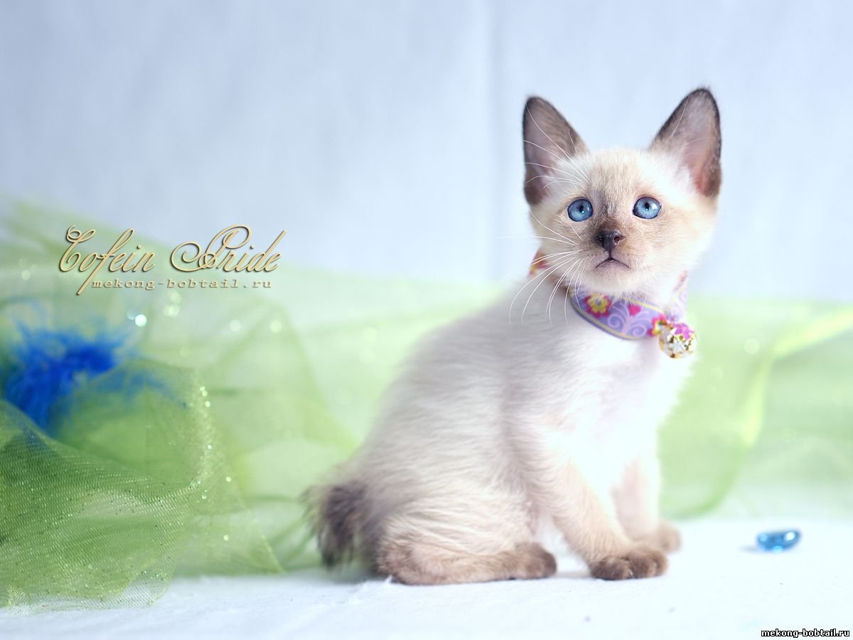 Меконгский бобтейл кошка