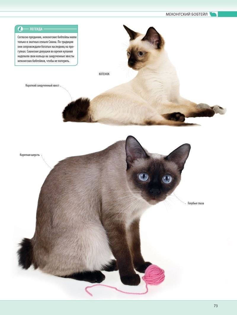 Меконгский бобтейл форма головы