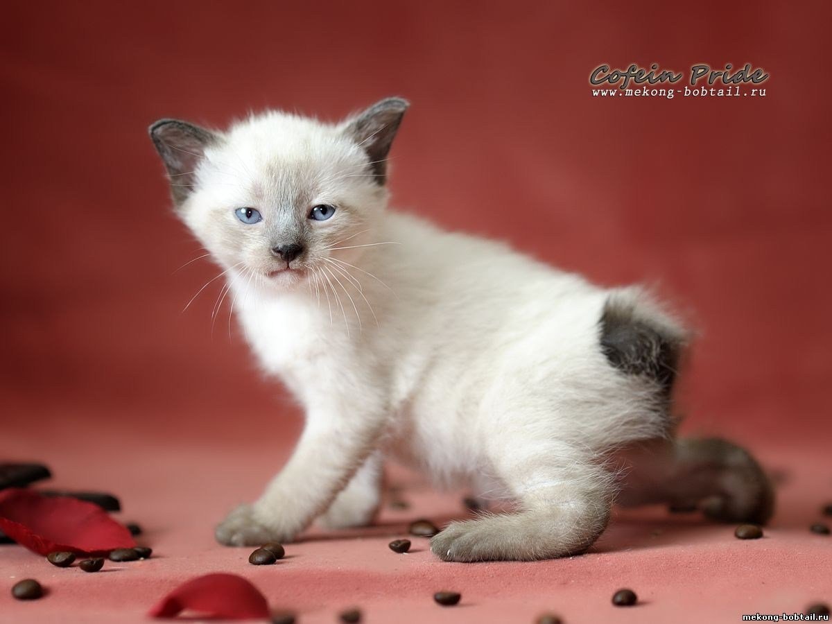 Тайский бобтейл