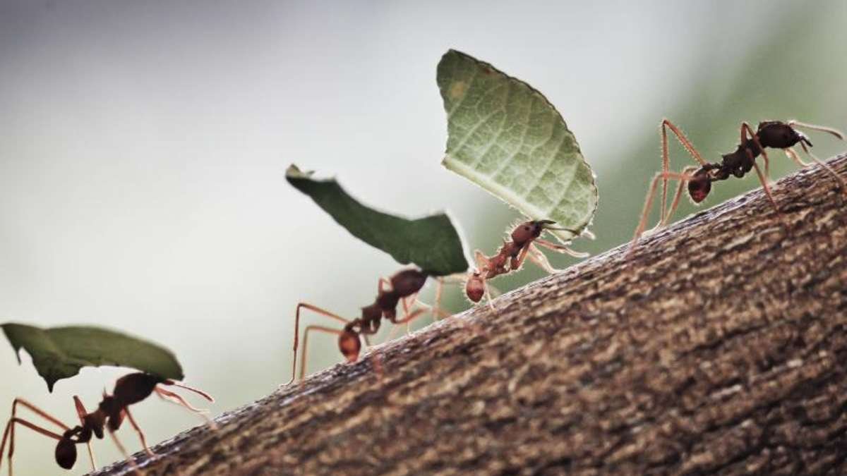 Муравьи строят Муравейник