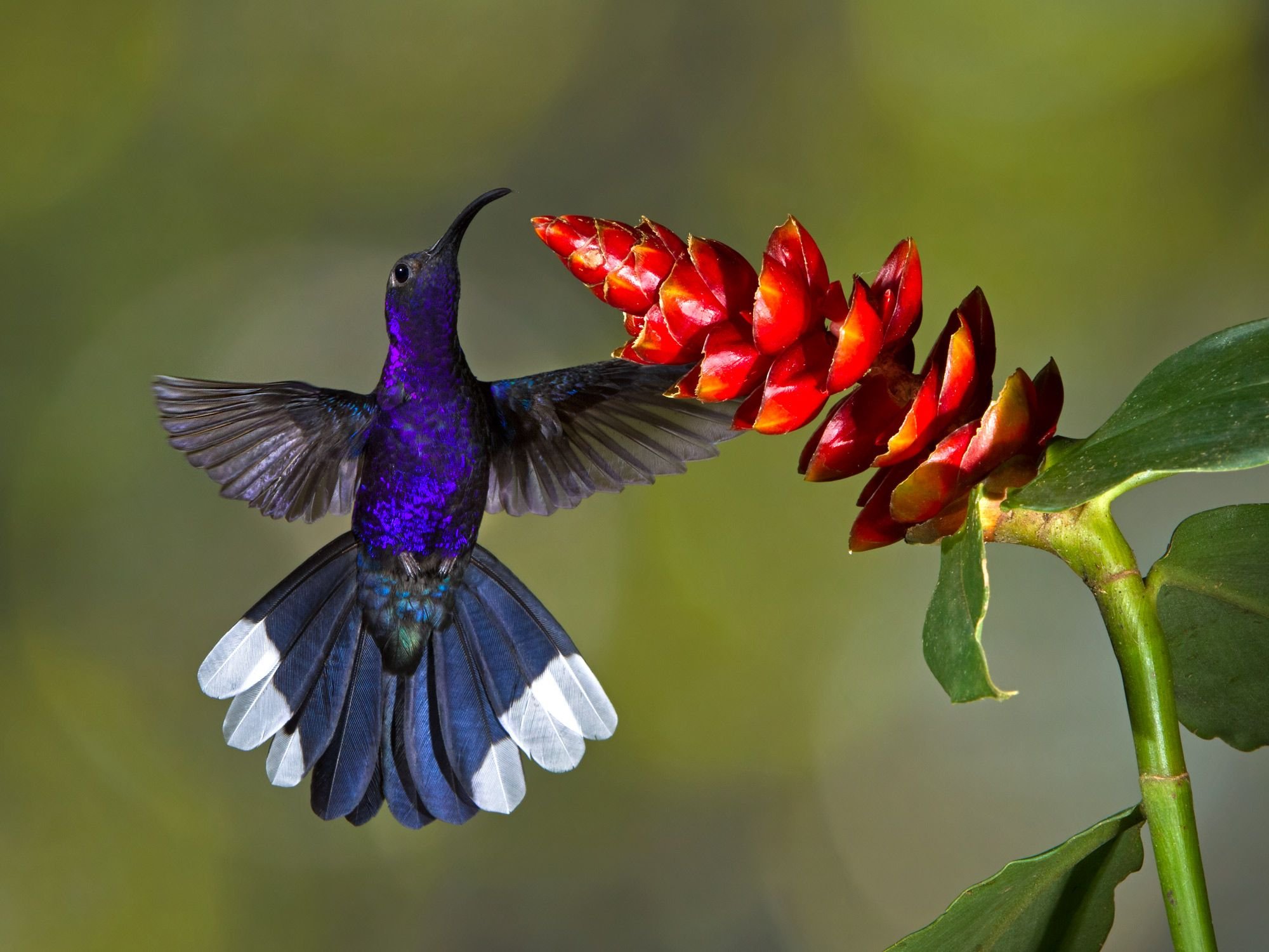 Птицы живущие в цветах. Колибри пурпурный саблекрыл. Пурпурный венценосный Колибри. Краснохвостый Колибри. Птичка Колибри.
