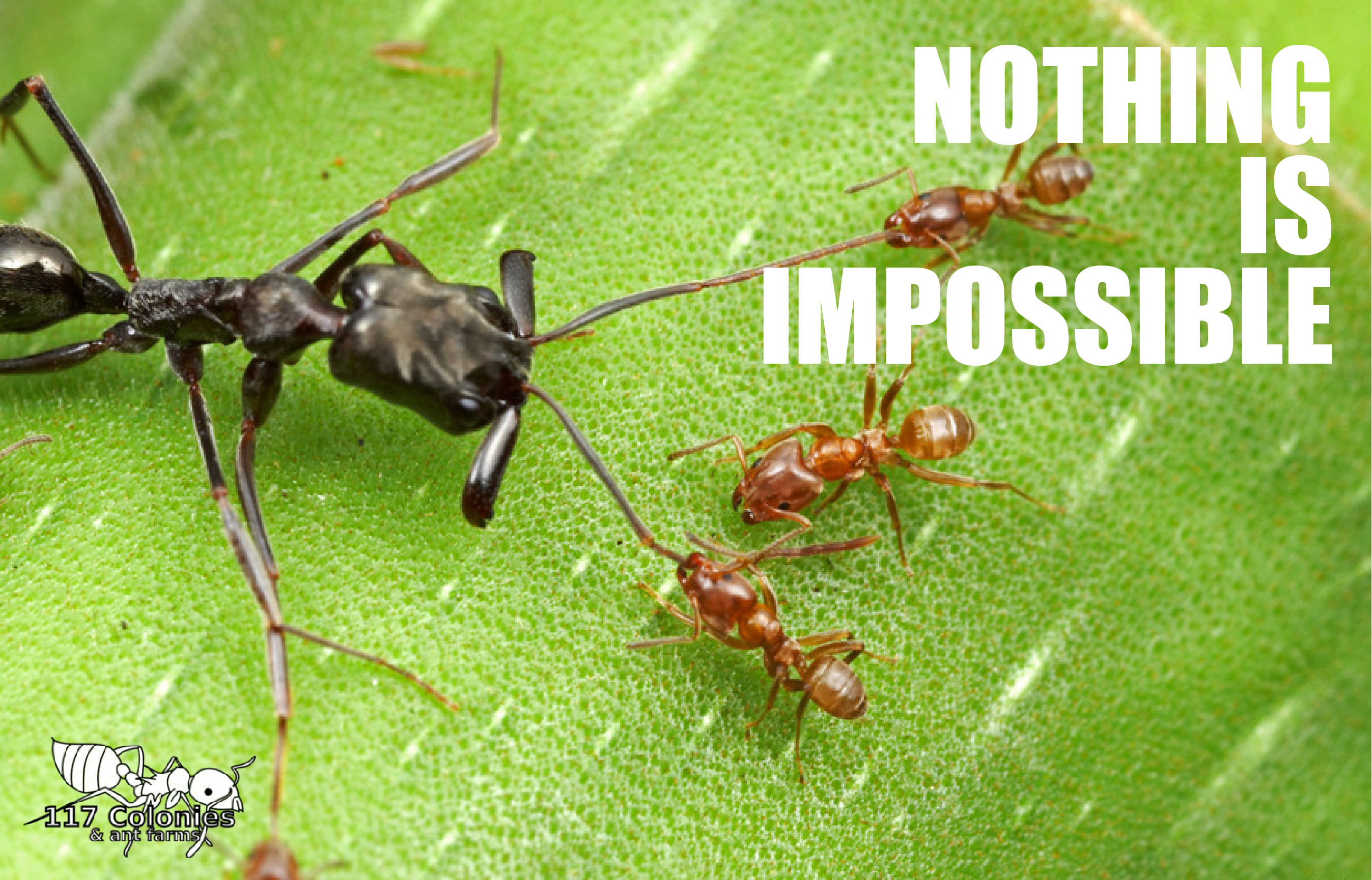 Название армейского муравья. Муравей. Красные и черные муравьи. Хищные муравьи. Насекомые муравей.