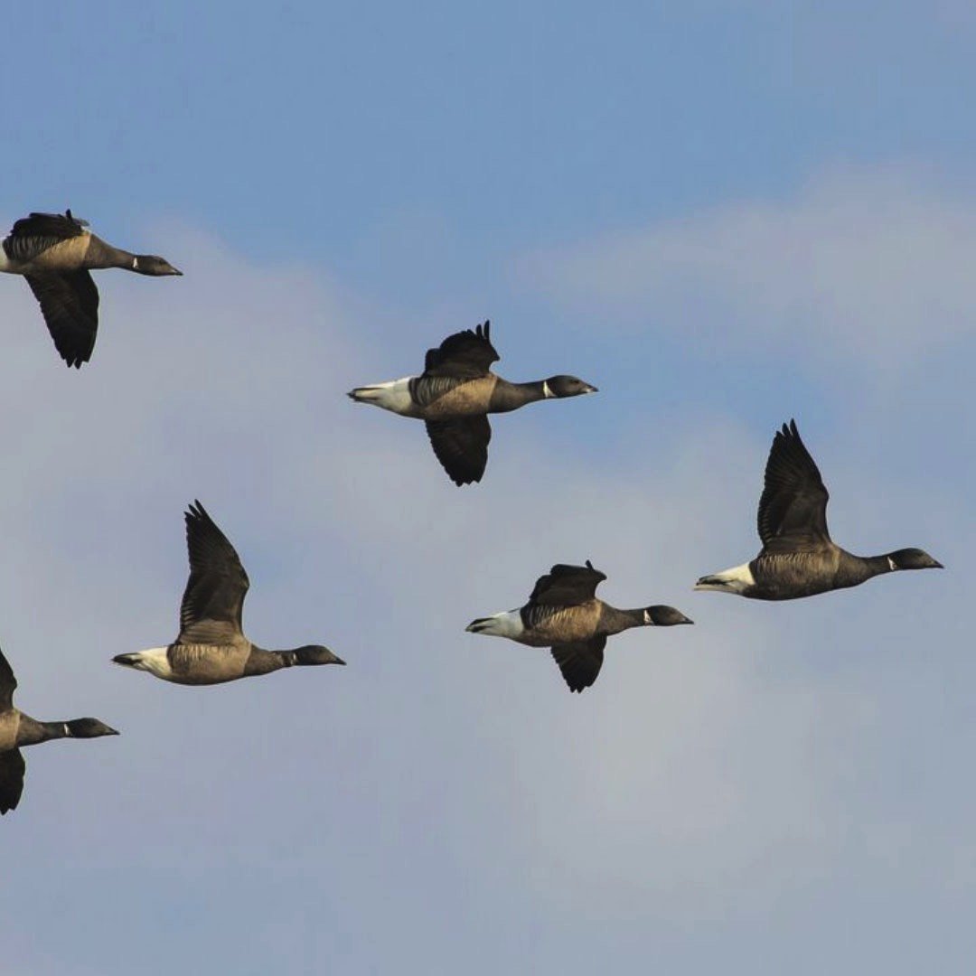 Перелетные гуси Клин