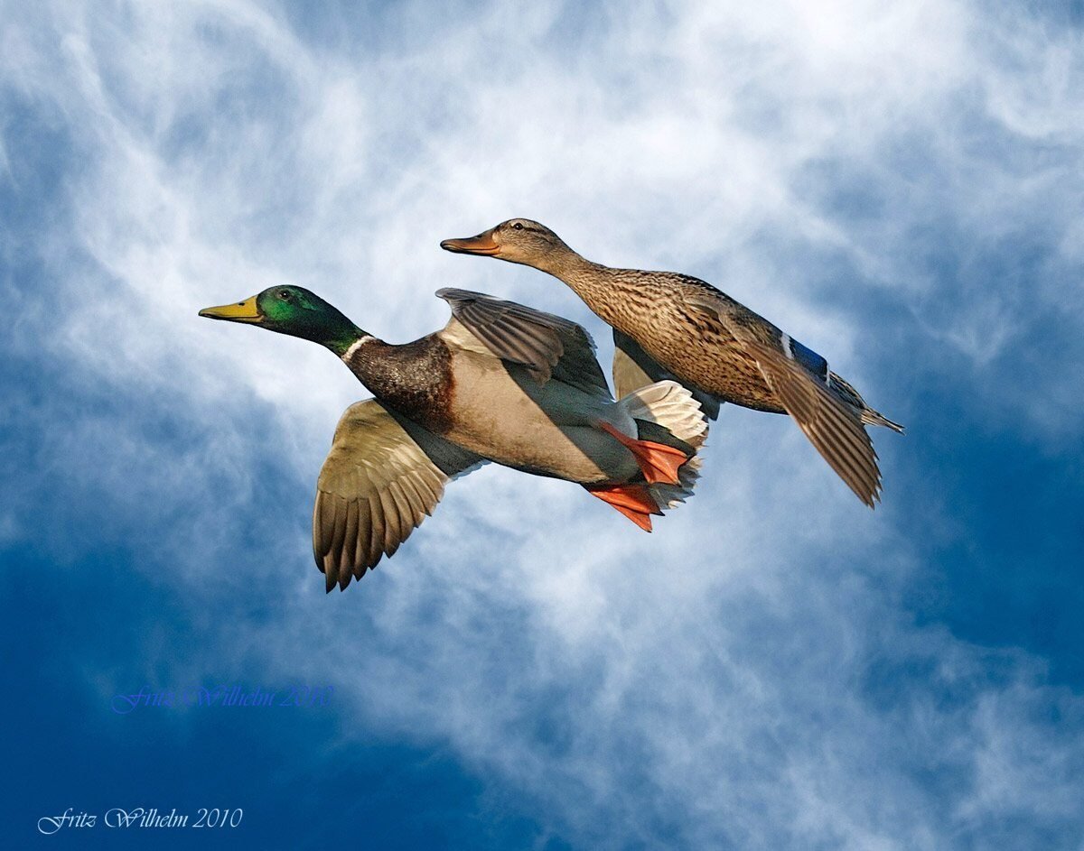 Селезень в полете