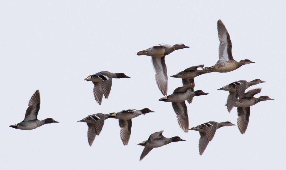 Стая уток летит