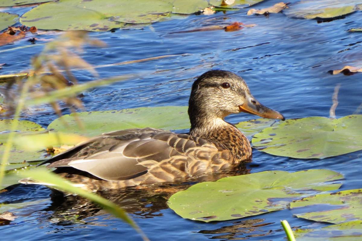 Кряква обыкновенная