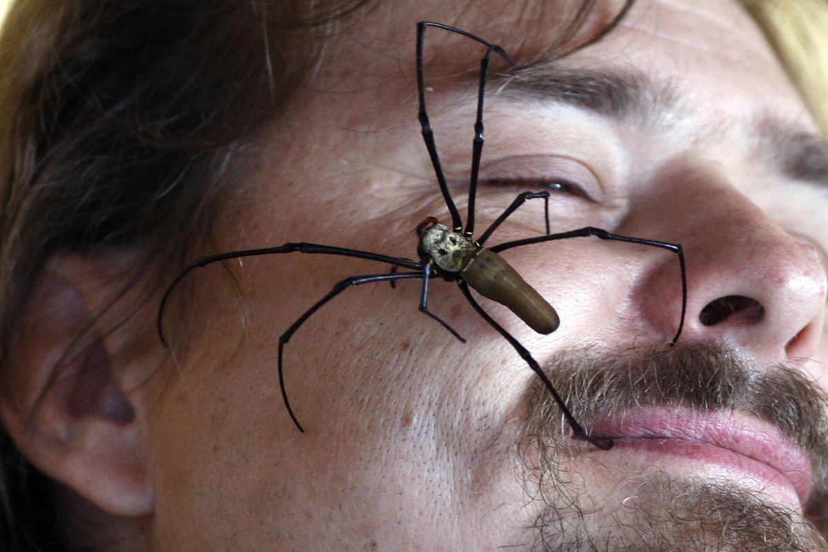 Большие страшные насекомые