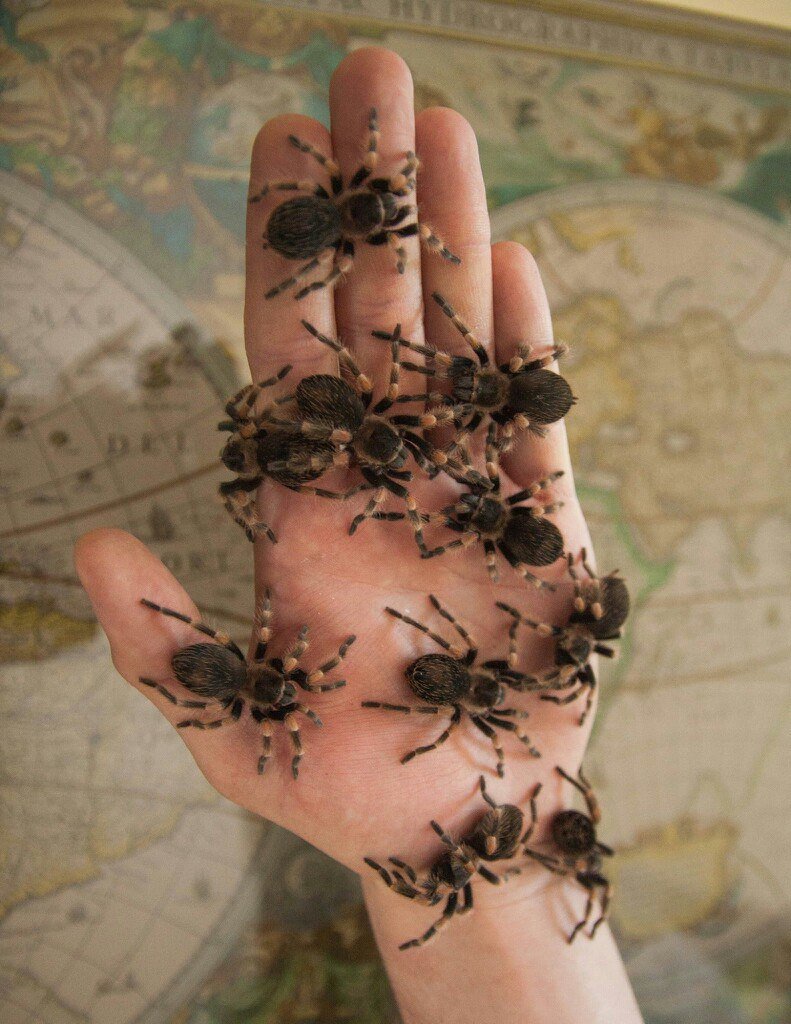 Много пауков