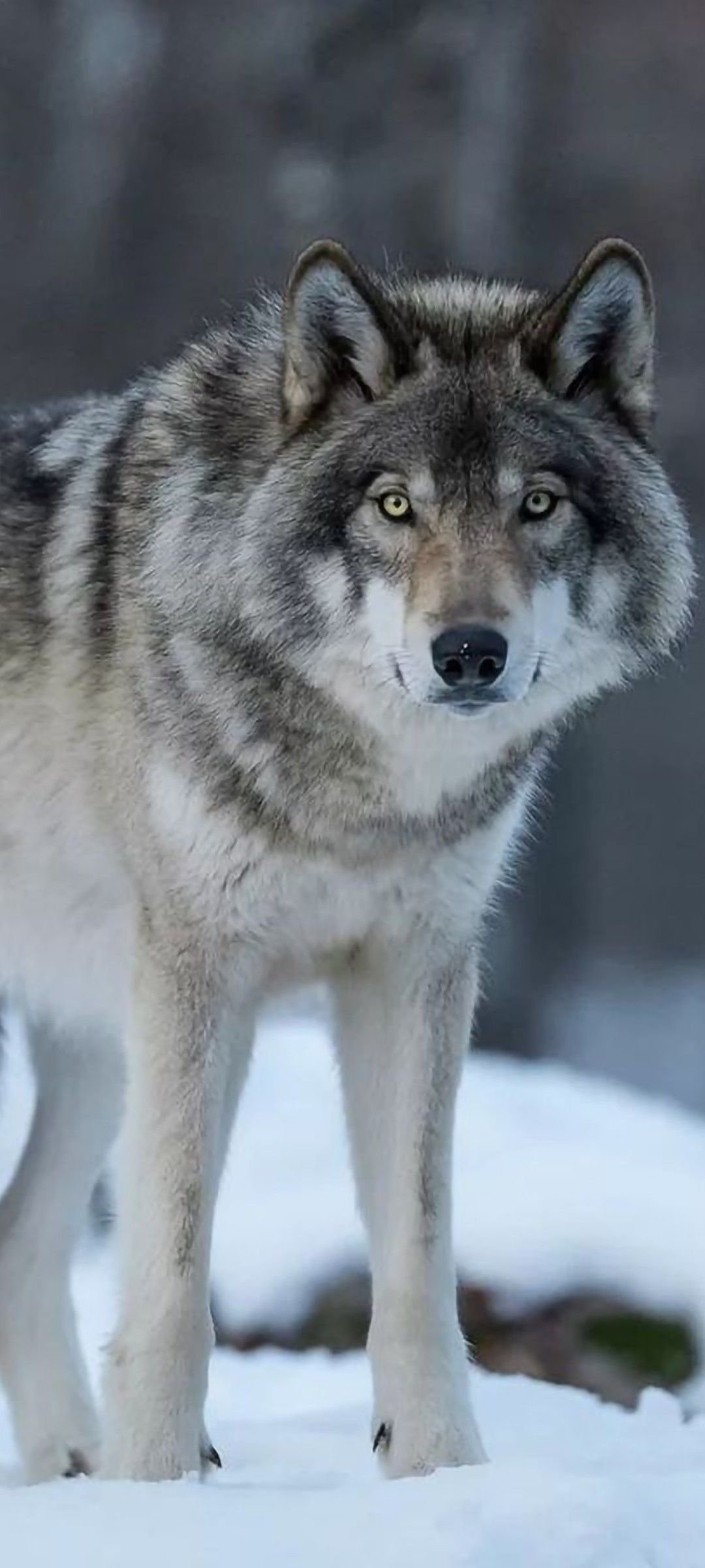Изображения по запросу Сибирский волк