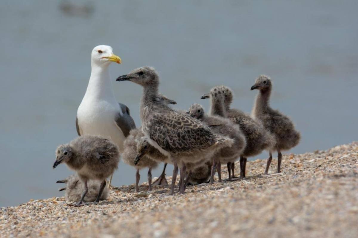 Чайка хохотунья птенец