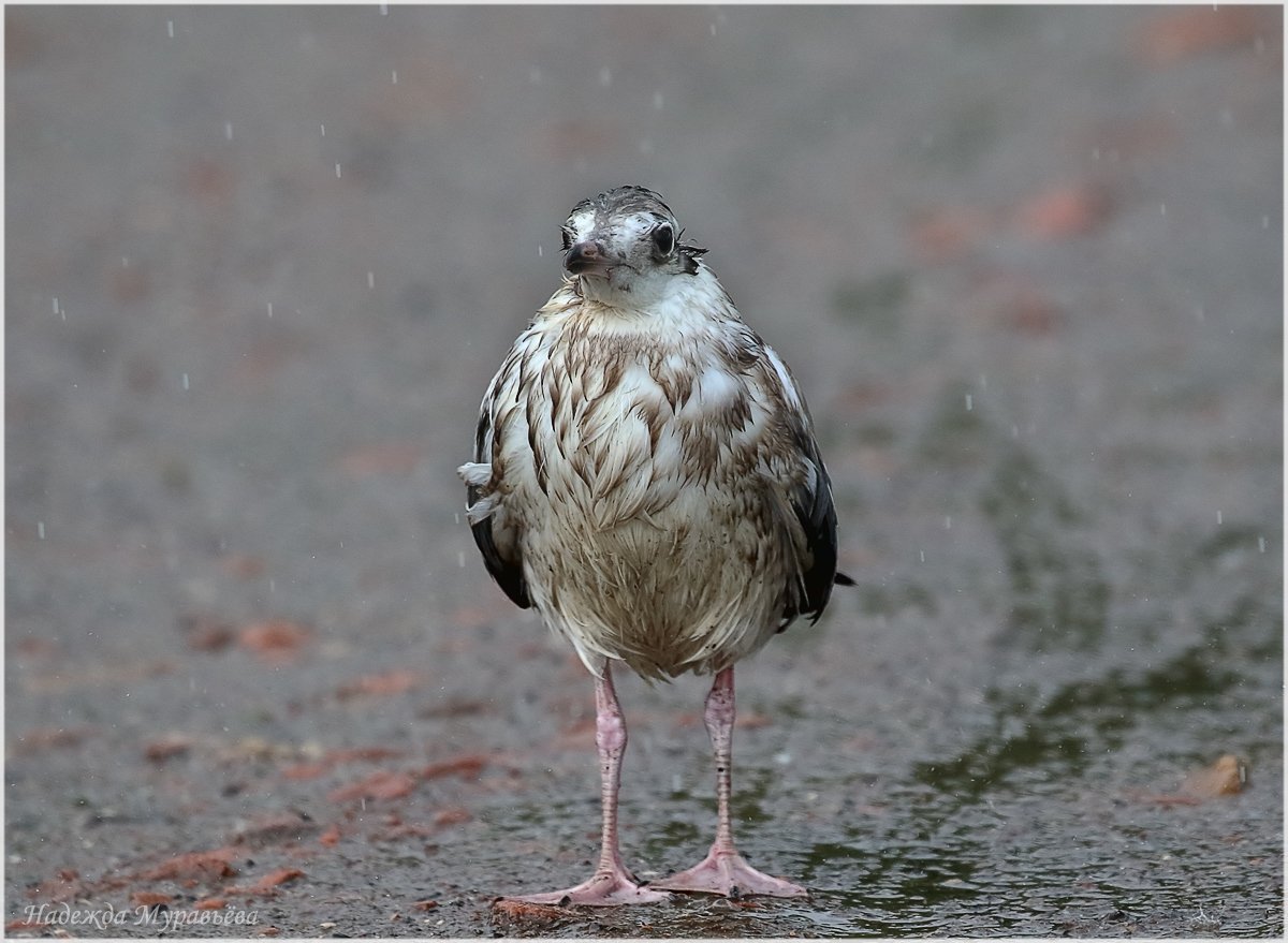 Птенец Озерной Чайки