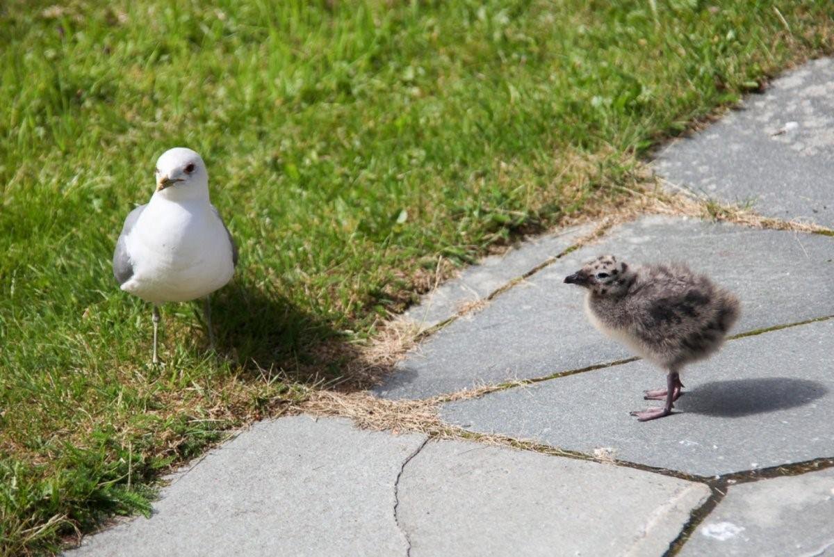 Озерная Чайка слеток