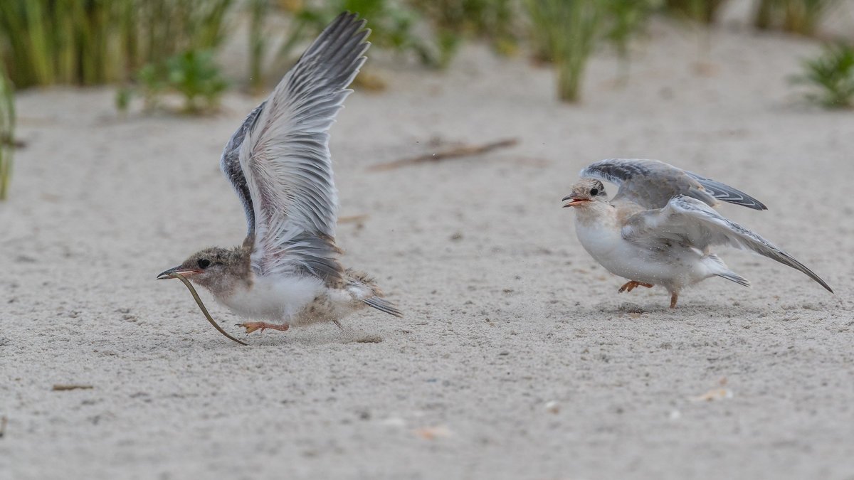 Полярная крачка птенец