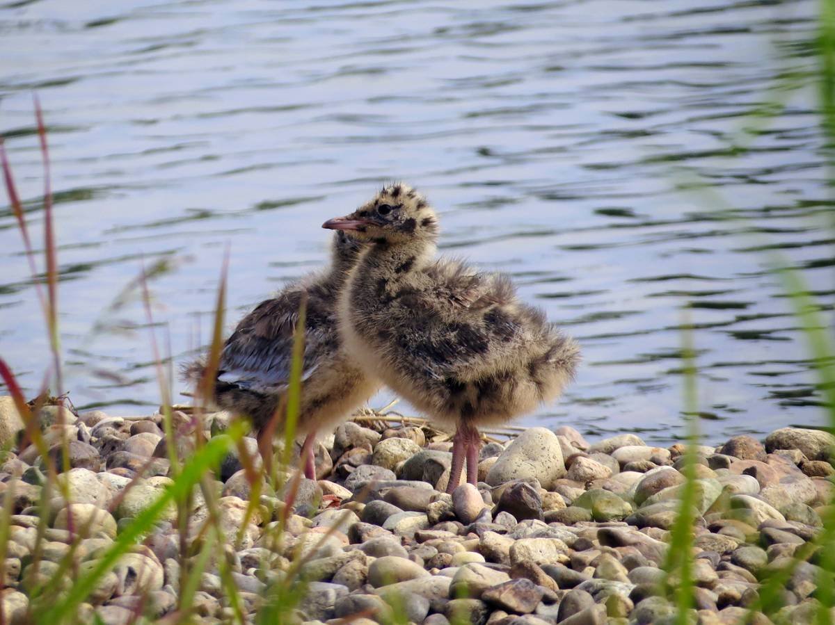 Слеток Озерной Чайки