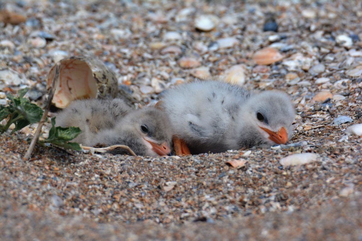Серебристая Чайка птенец