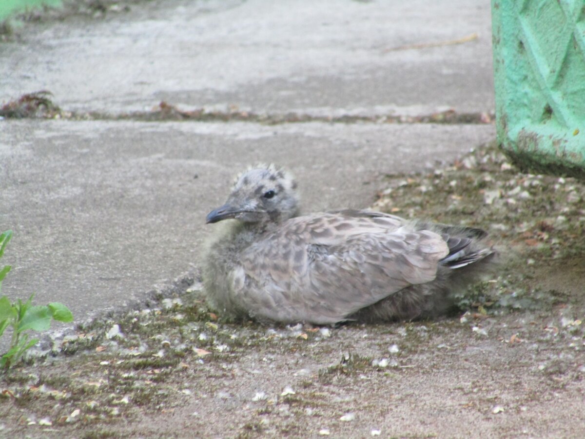Птенец чайки слеток