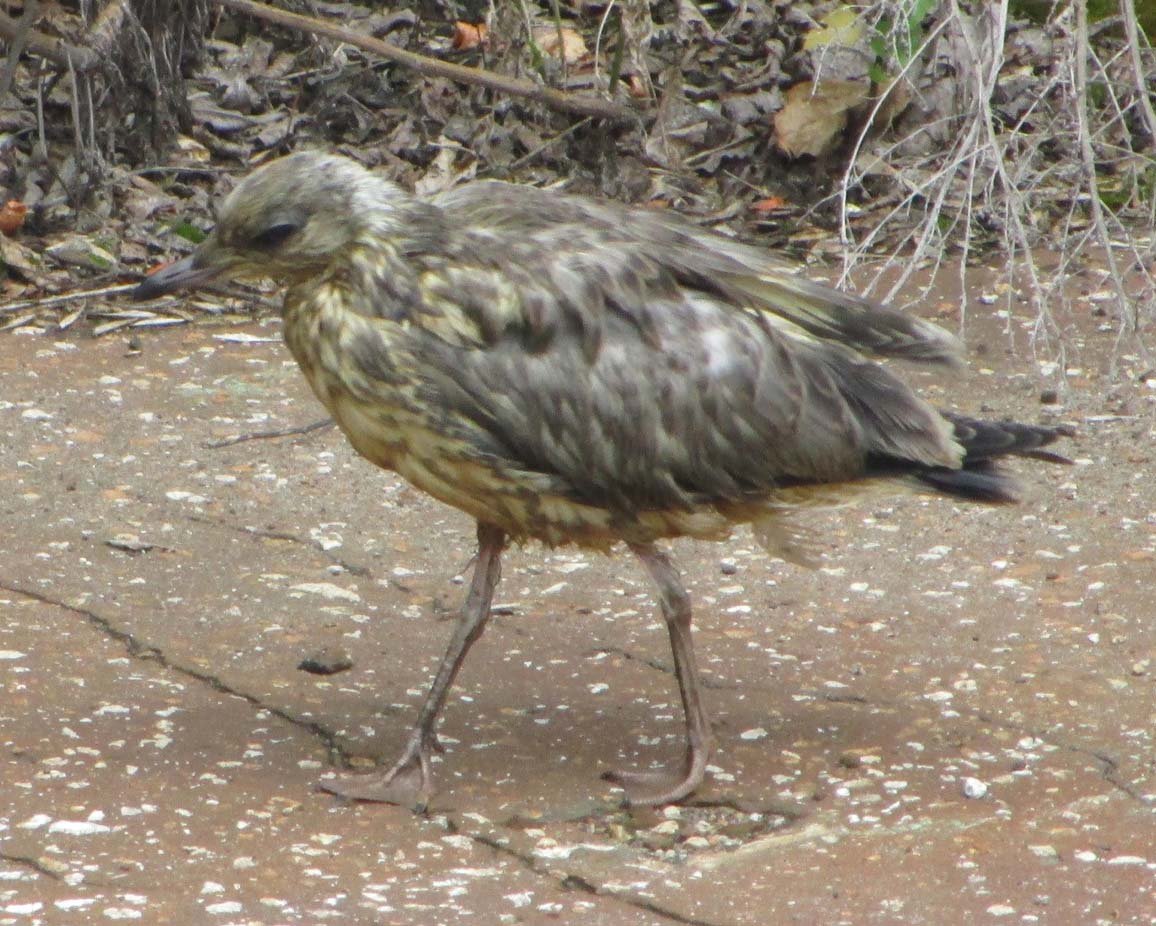 Через сколько дней полетит слеток Чайка