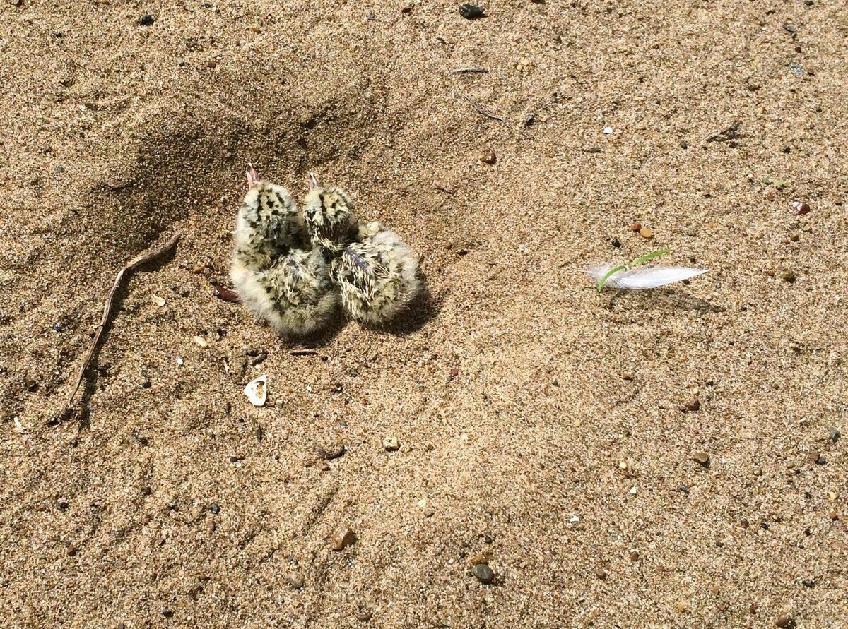 Новорожденные Чайки