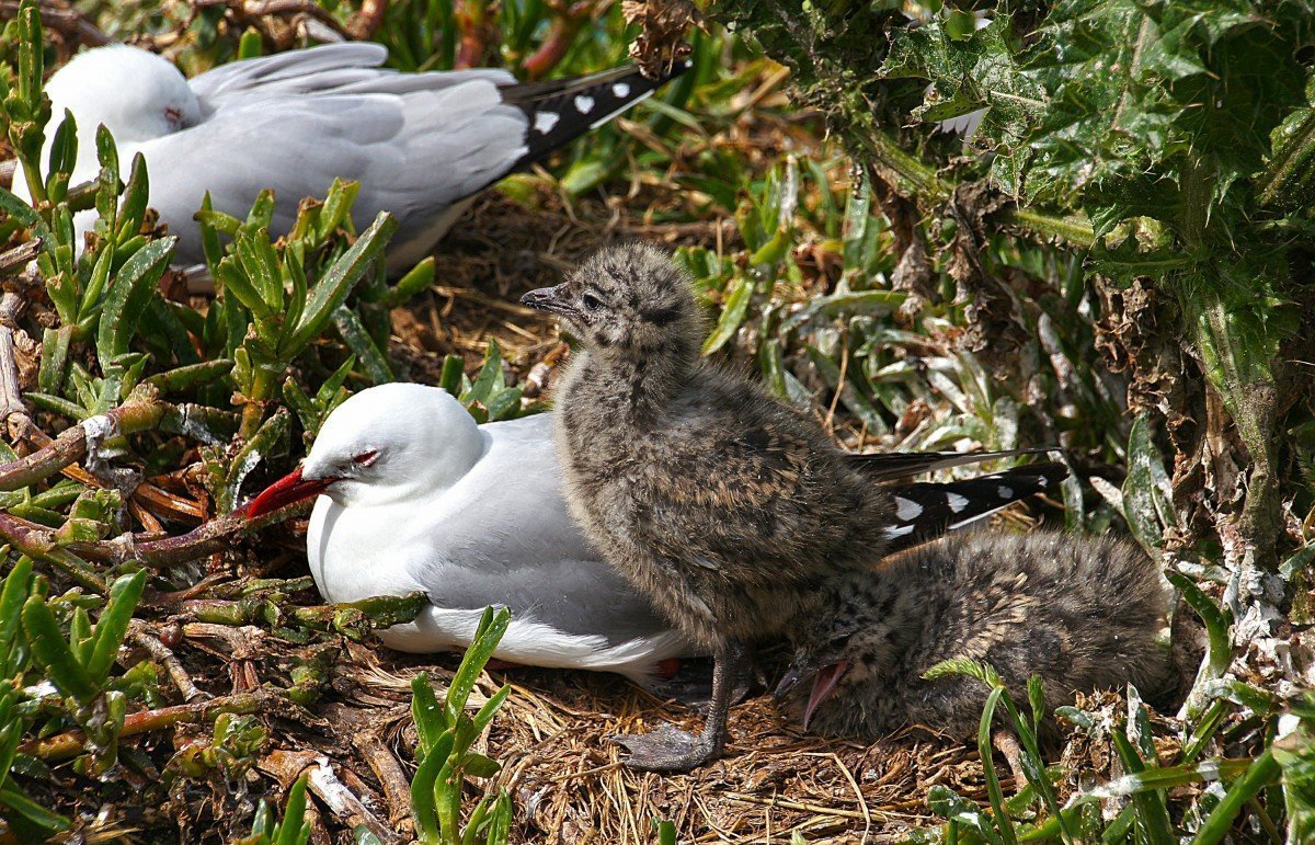 Серебристая Чайка птенец