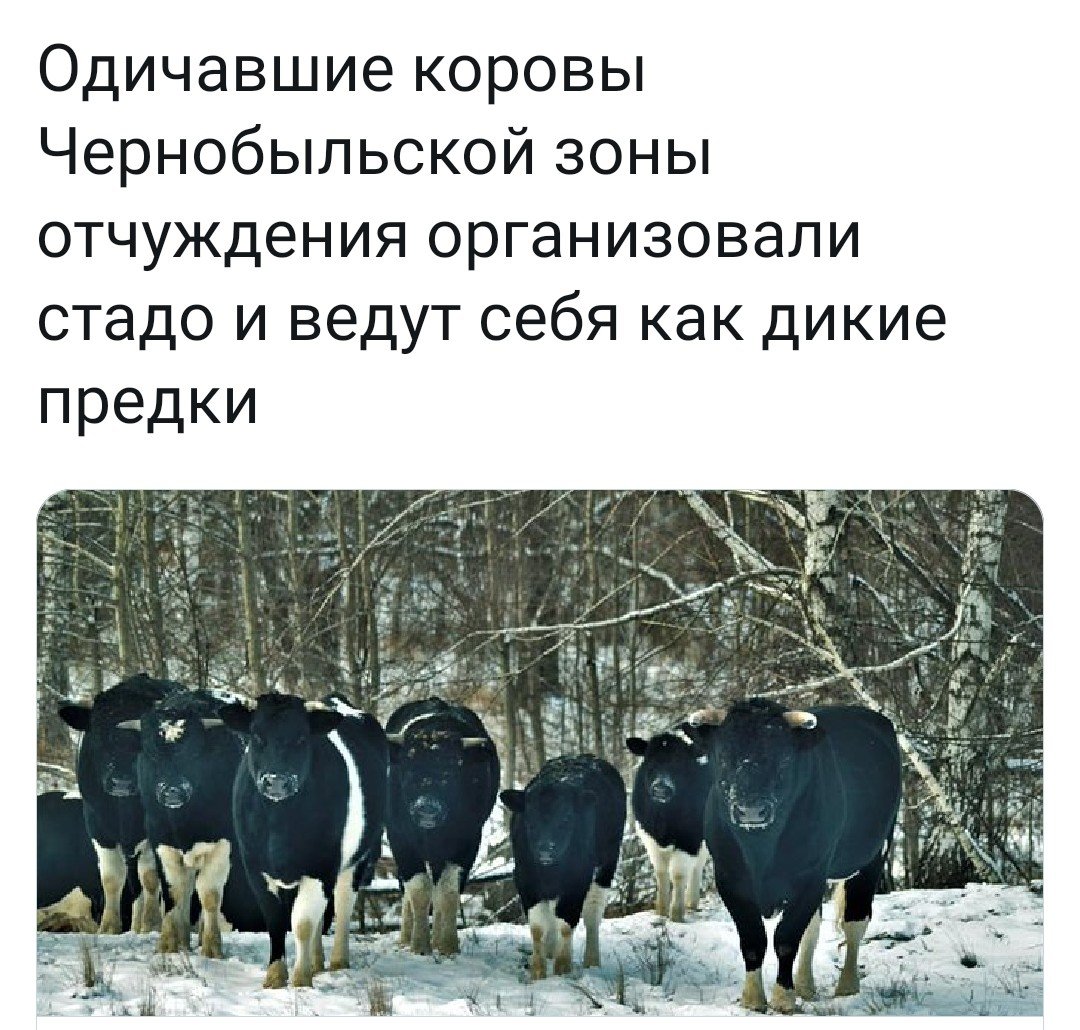 Одичавшие коровы Чернобыльской зоны отчуждения