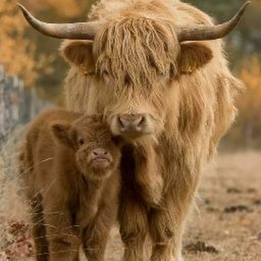 Одичавшие коровы