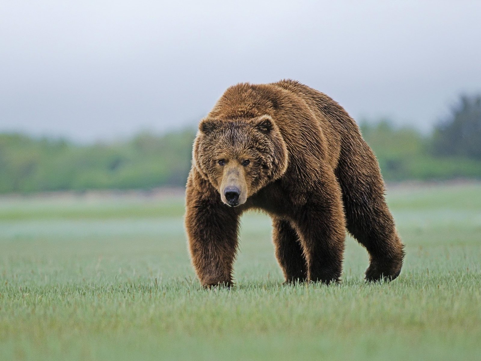 Тяньшанский бурый медведь в казахстане - 70 фото