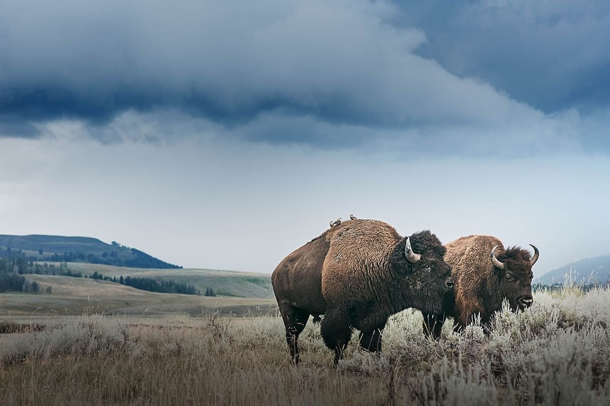 Трой мот фотограф фото медведя