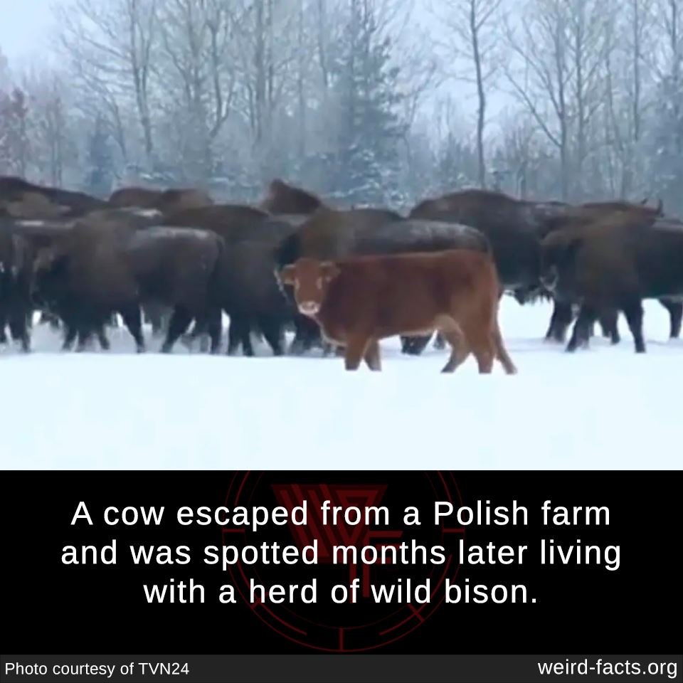 Корова прибилась к стаду бизонов
