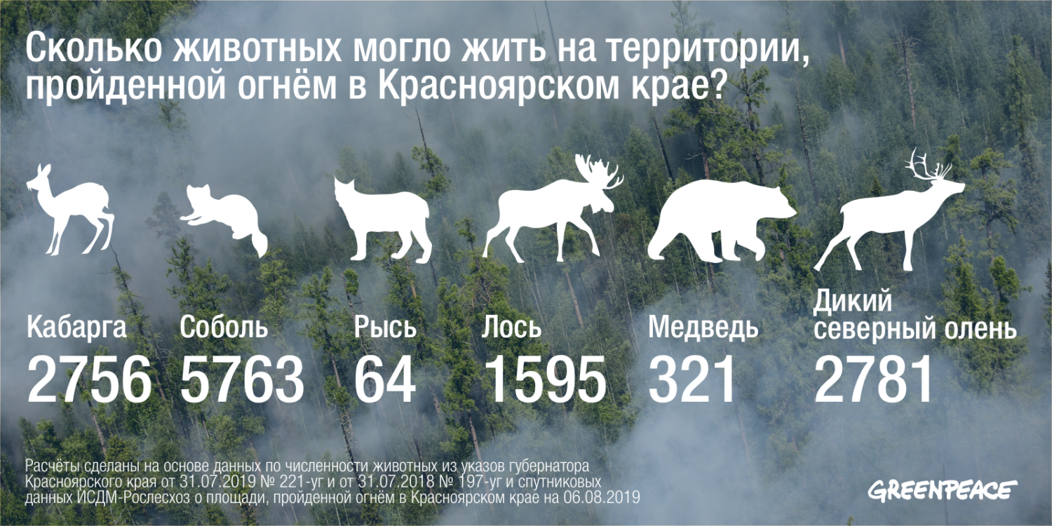 Времена года сколько погибло. Сколько животных ю в России. Лесной пожар в Сибири 2019 животные. Сколько Лесные пожары убивают животных. Сгоревшие животные в Сибири.
