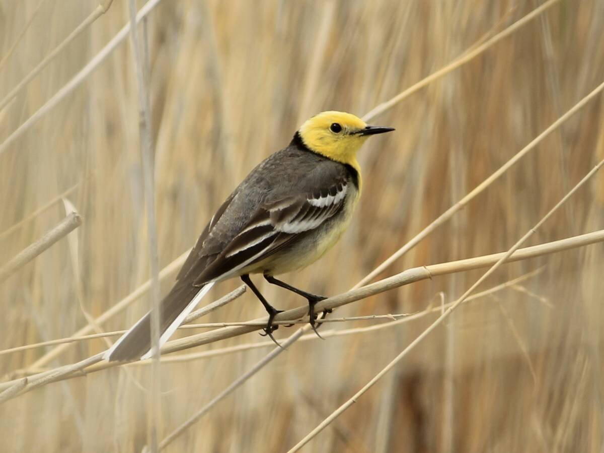 Большая желтоголовая трясогузка