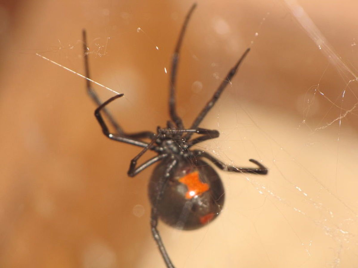 Grey Widow Spider