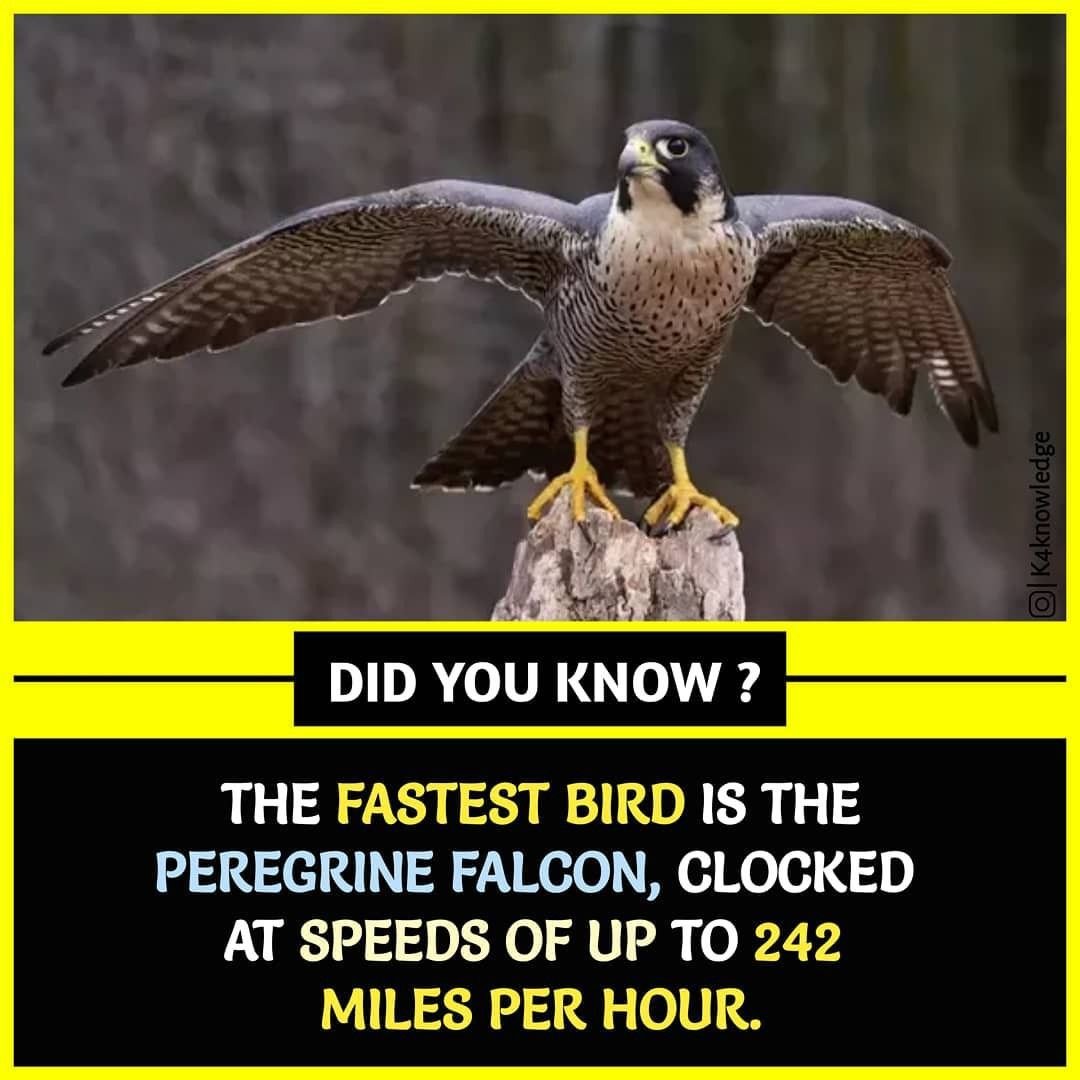 Сокол длина крыла