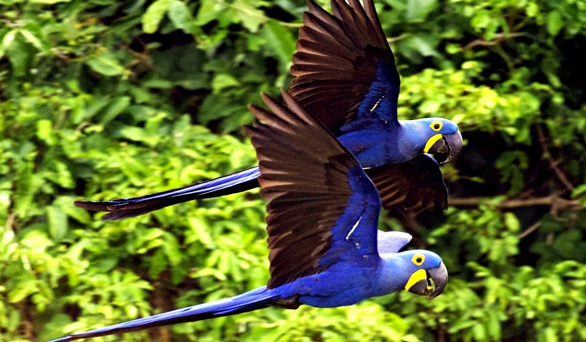 Попугай ара гиацинтовый