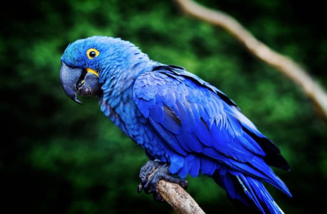 Серо-голубой гиацинтовый ара